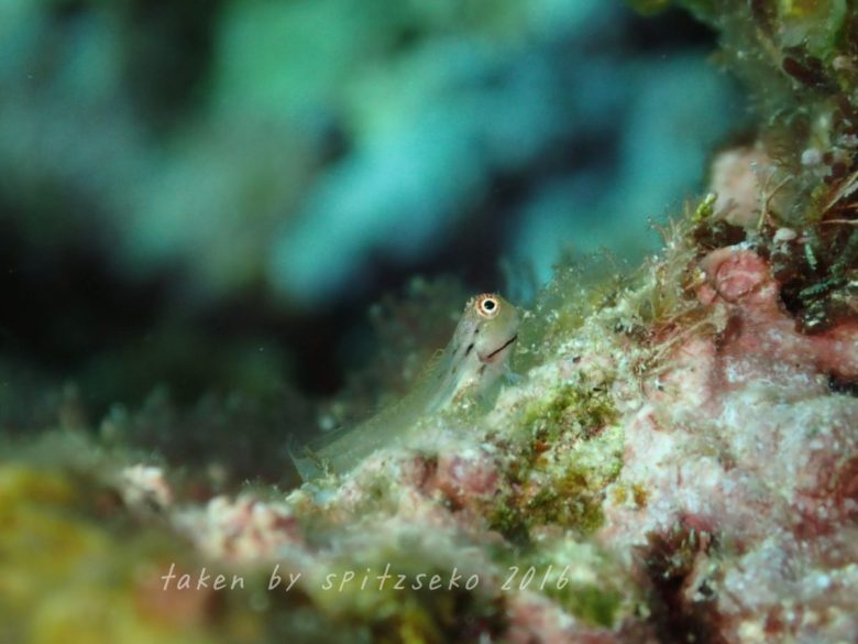 イシガキカエルウオ