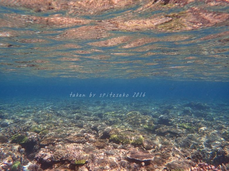 サンゴが復活してきました