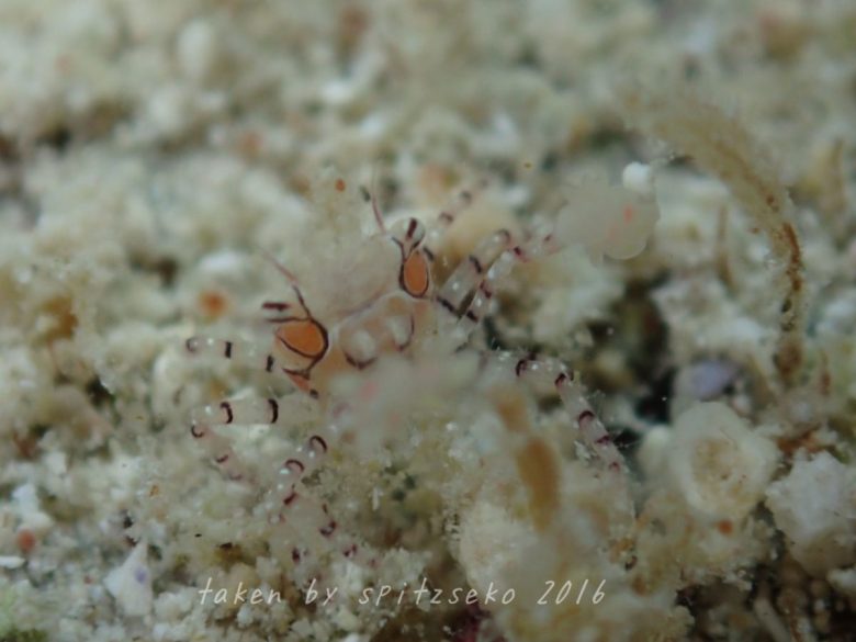 キンチャクガニ