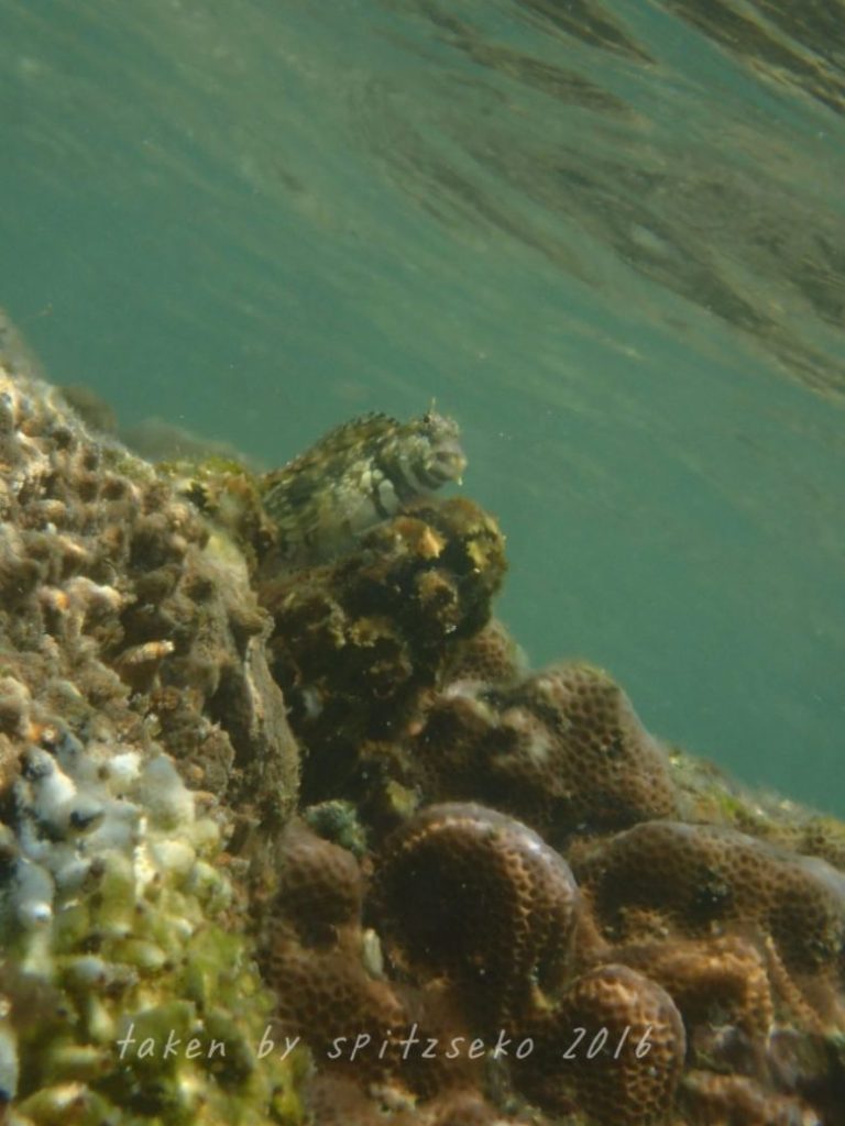 ヤエヤマギンポ