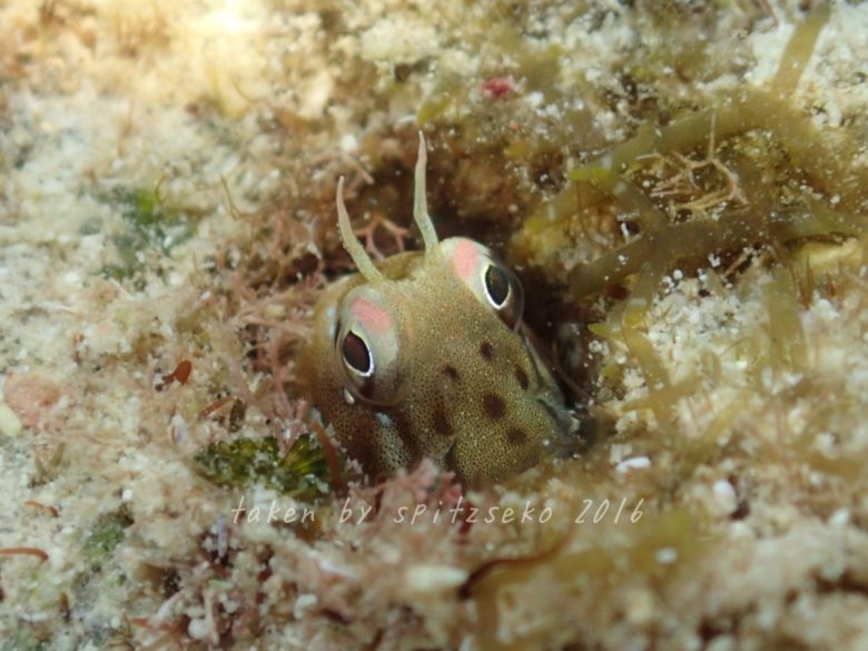 ロウソクギンポ