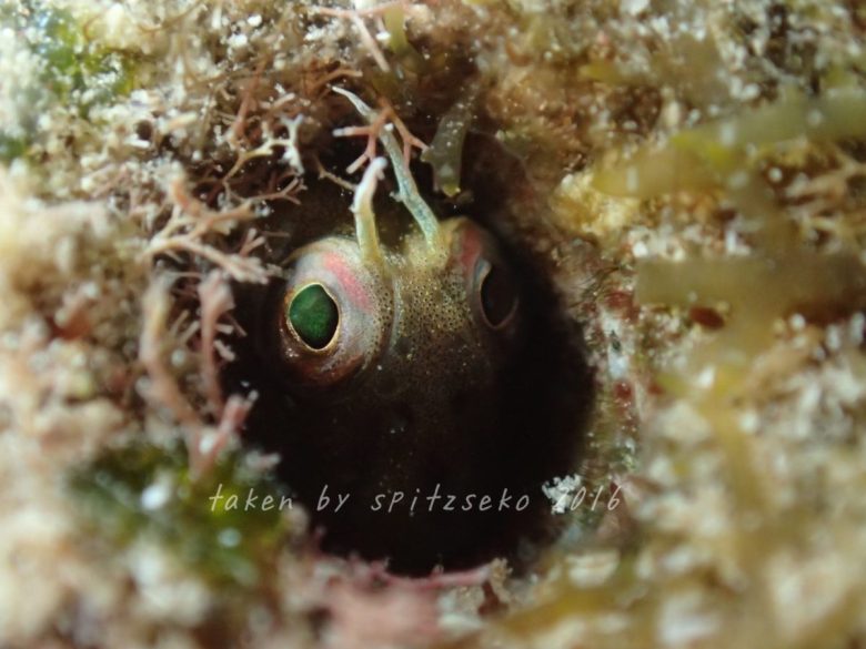 ロウソクギンポ