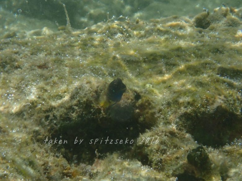 ロウソクギンポ