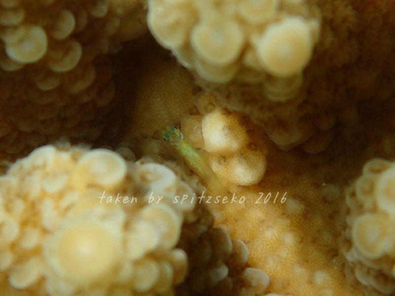 コバンハゼの仲間