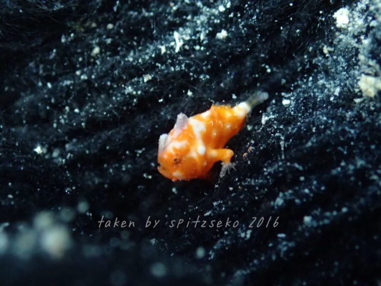 カエルアンコウモドキの子供?　カスリカエルアンコウ?