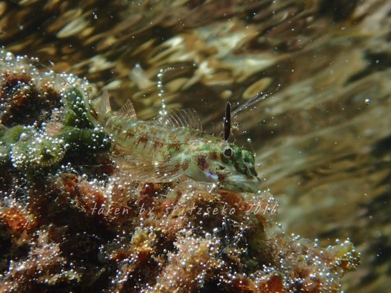 カスリヘビギンポ、ジャグジー状態