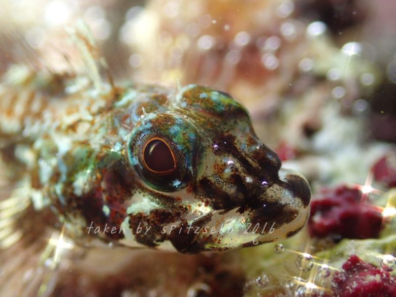カスリヘビギンポ、、泡メルヘン撮影