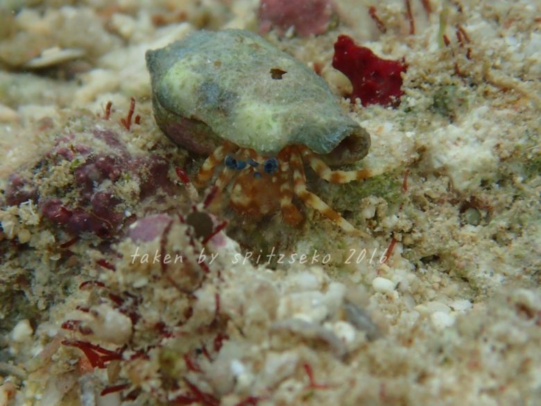 オキナワホンヤドカリ