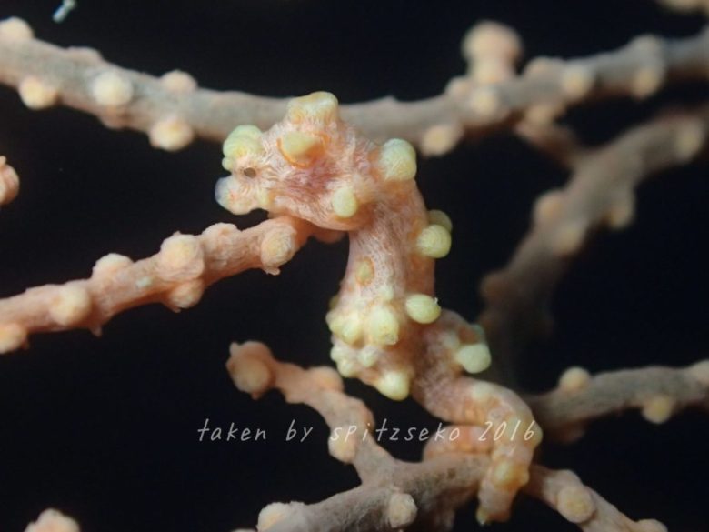 ピグミーシーホース