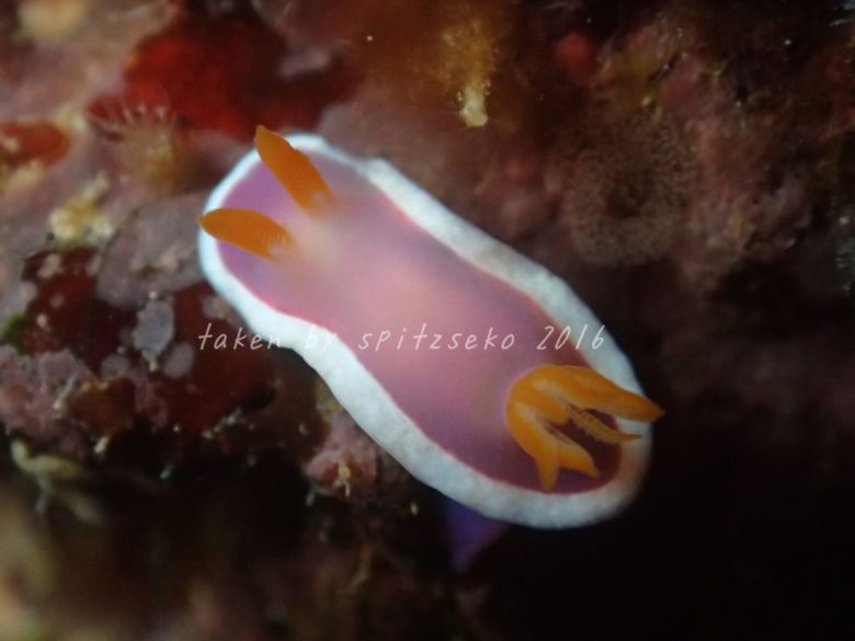 ラベンダーウミウシ