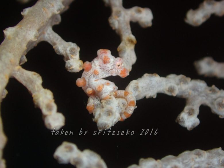 ピグミーシーホース