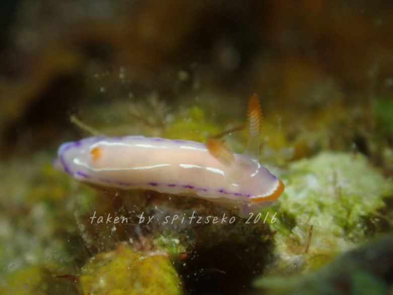 ハナイロウミウシ