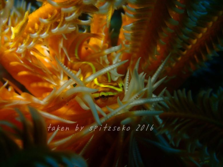 ウミシダウバウオ