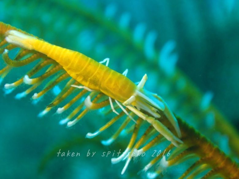 バサラカクレエビ