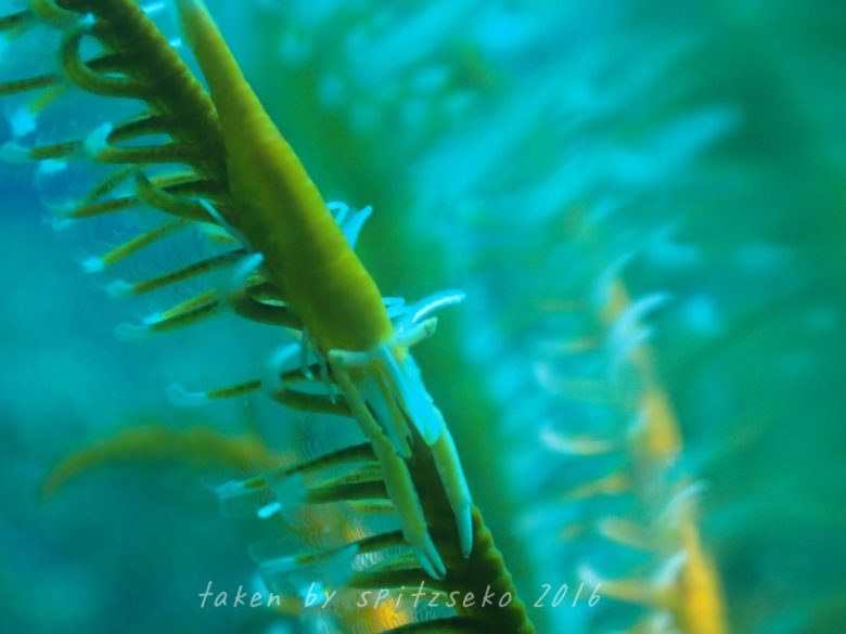 バサラカクレエビ