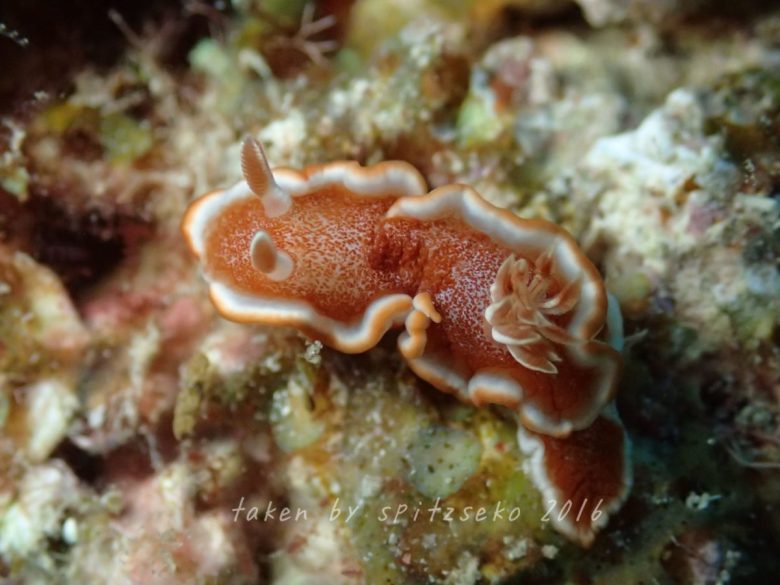 キャラメルウミウシ