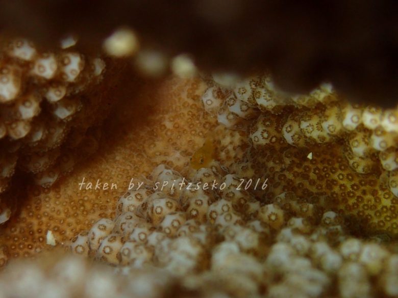 カサイダルマハゼ