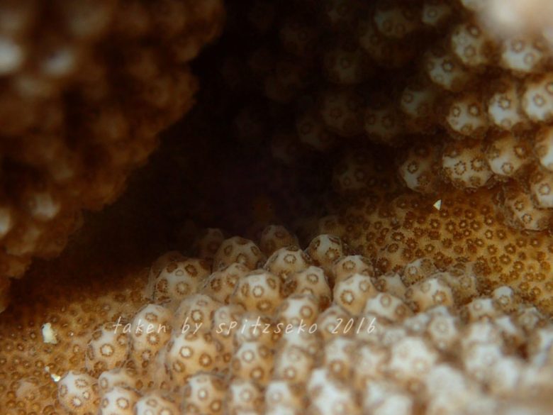 カサイダルマハゼ、フラッシュ撮影