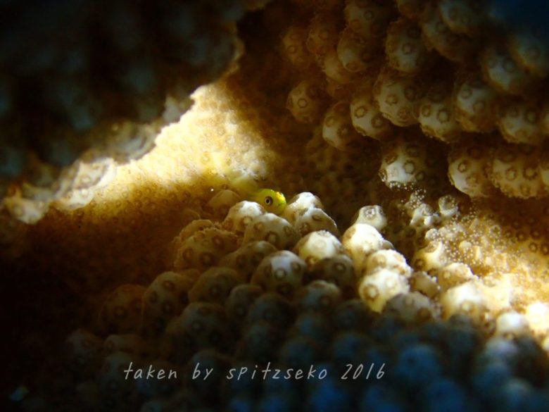 カサイダルマハゼ、ノーフラッシュ、水中ライト撮影