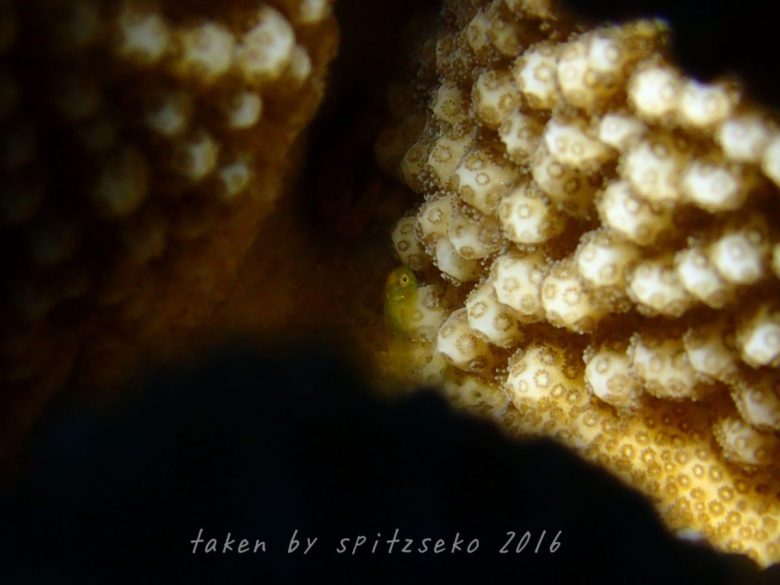 カサイダルマハゼ、ノーフラッシュ、水中ライト撮影