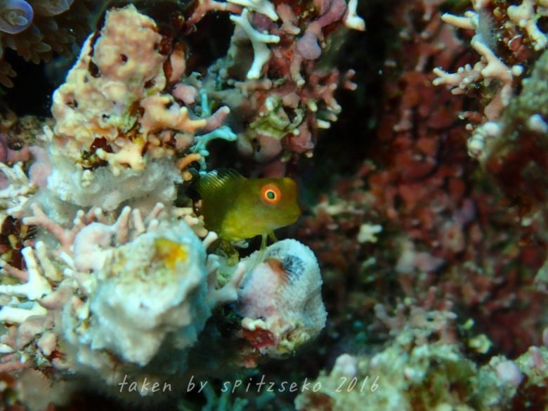 インドカエルウオyg