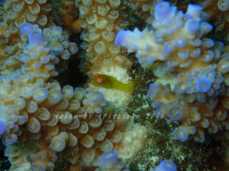 インドカエルウオyg