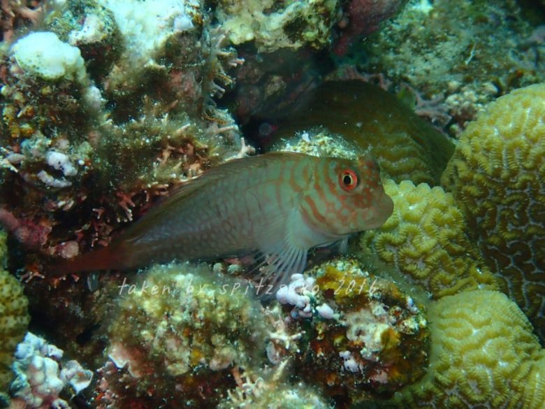 ミノカエルウオ