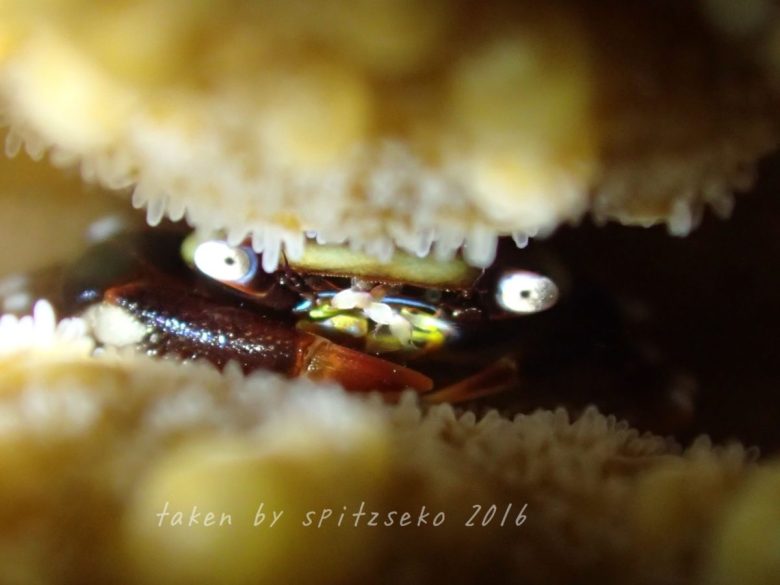 テトラリア・キンクティペス