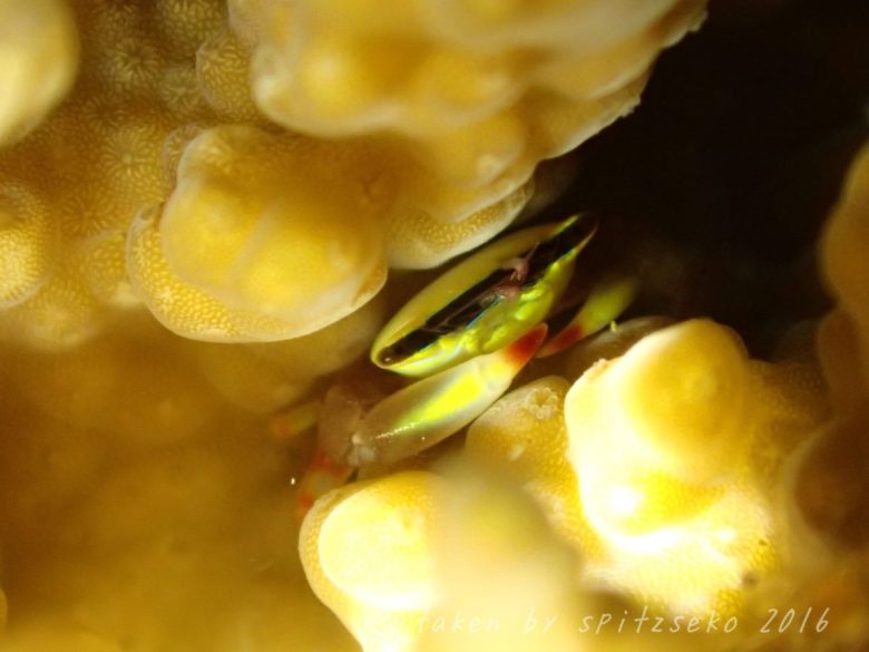 ヒメサンゴガニ属の一種