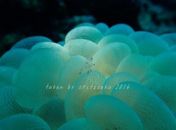 ニセアカホシカクレエビ、自然光、水中ライト撮影