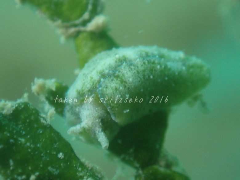 ウチワミドリガイ