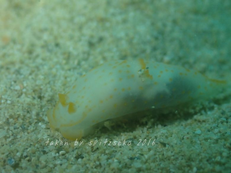 キヌハダウミウシ属の仲間