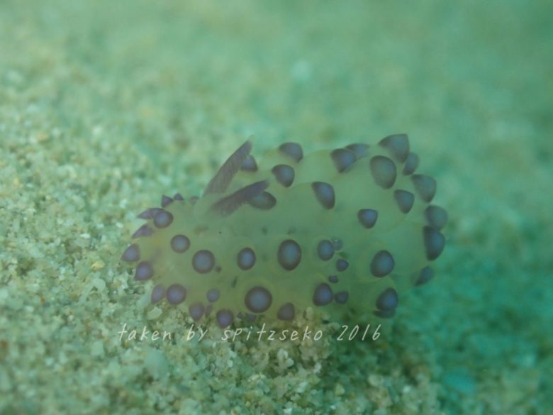 ヤノルス・サヴィンキンイ