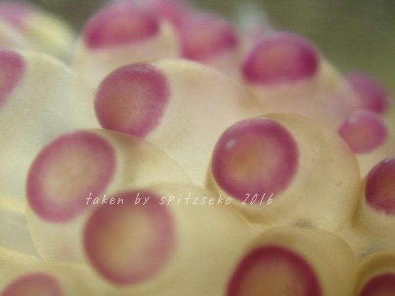 ヤノルス・サヴィンキンイ