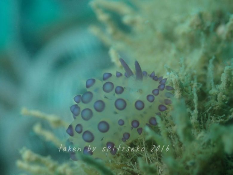 ヤノルス・サヴィンキンイ