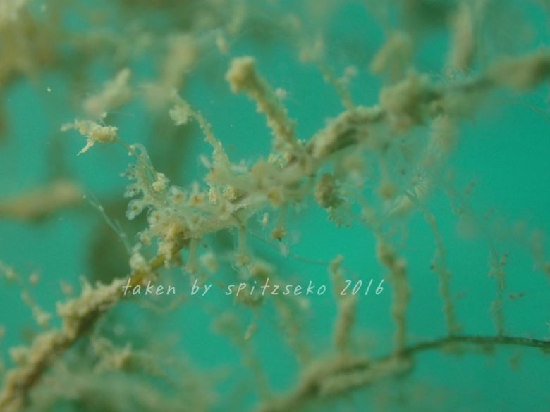 ミヤ・ロンギコルニス