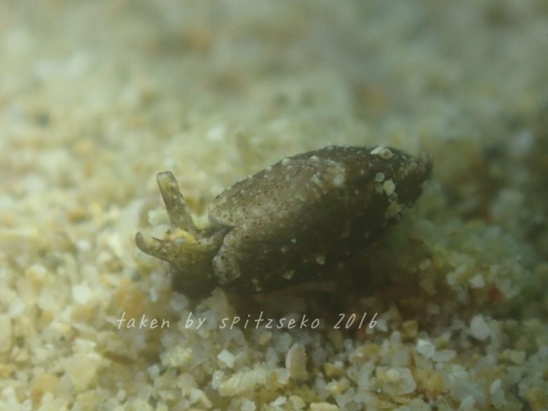 見慣れないミドリガイが……