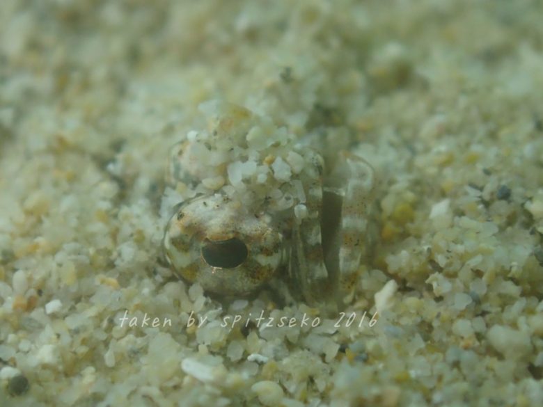 テングギンポハゼのアップ