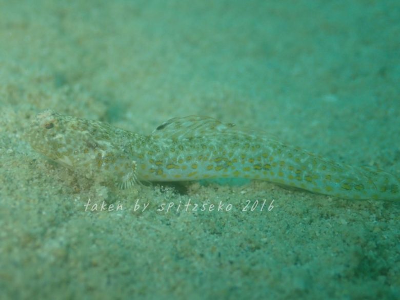 テングギンポハゼ