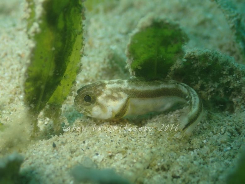 カエルアマダイ