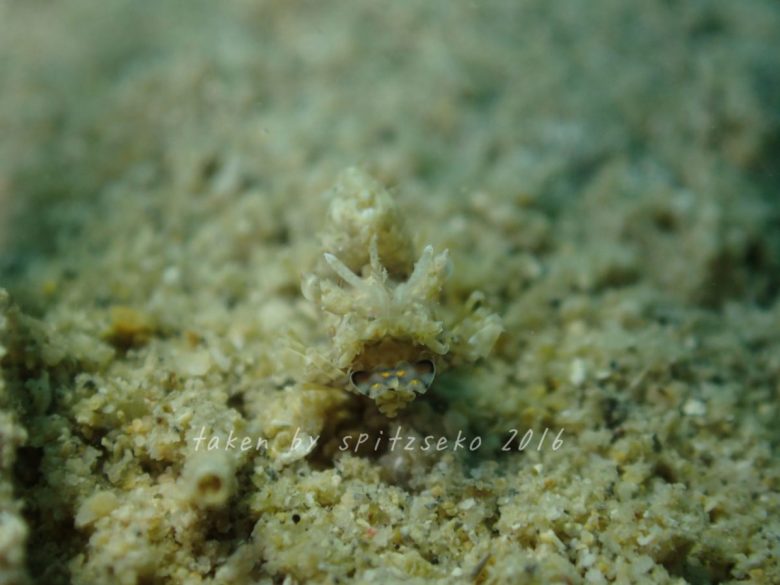 サガミツノメエビ