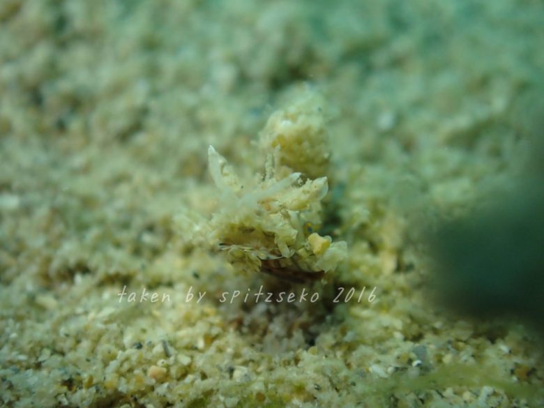 サガミツノメエビ