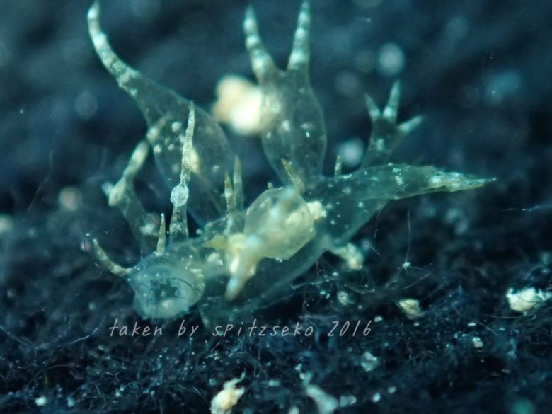 メリベ・メガセラスかな