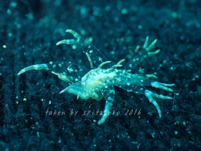 メリベ・メガセラスかな