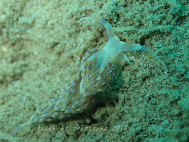 ゴディバ・レイチェルアエ