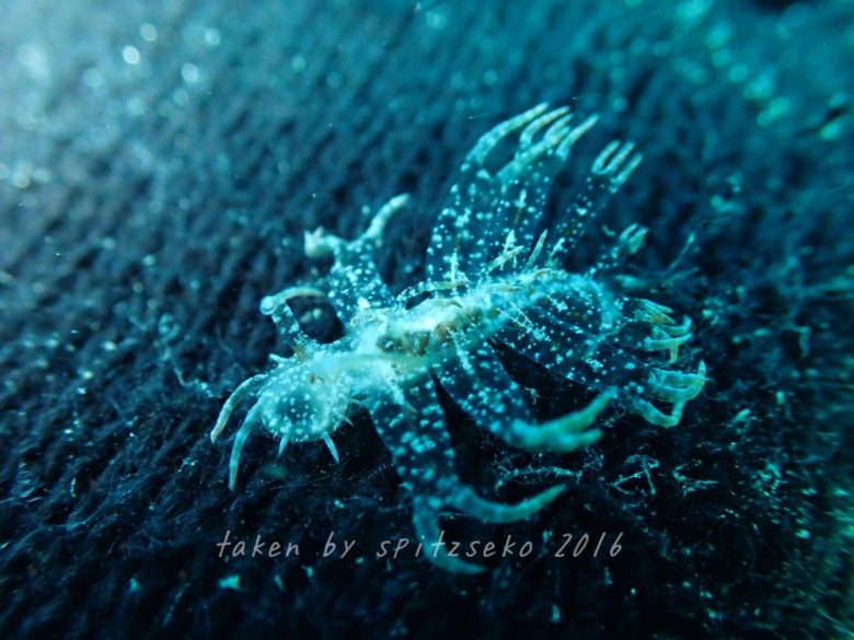 メリベ・メガセラスかな