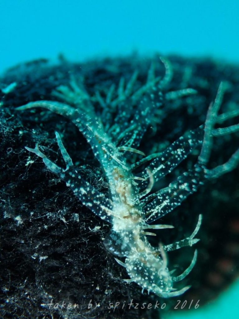 メリベ・メガセラスかな