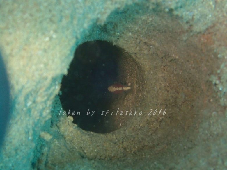 ミナミホタテウミヘビが隠れた穴の中にエビがっ!!