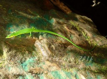 なんとアオカナヘビに出会えました