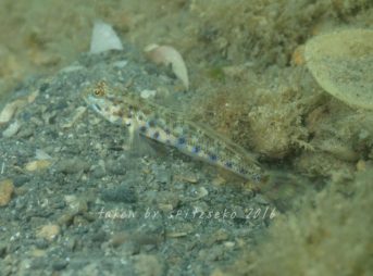 コモンヤツシハゼ